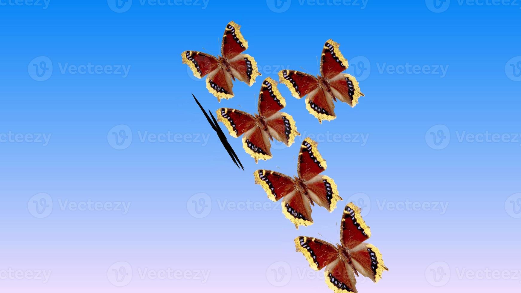 Colored red butterflies are folded into a voluminous box on a blue background. photo