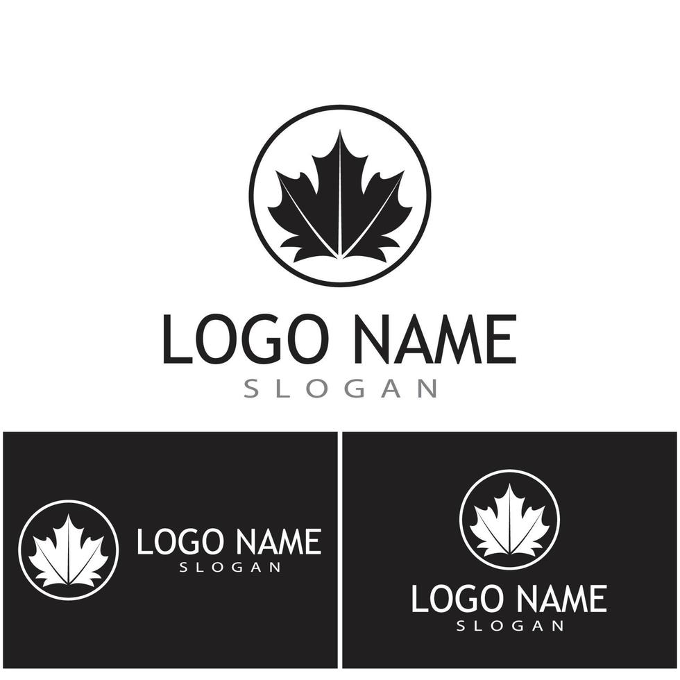 Maple leaf vector illustration design template