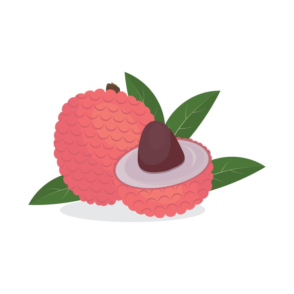 Tropical lychee fruit, color isolated vector illustration