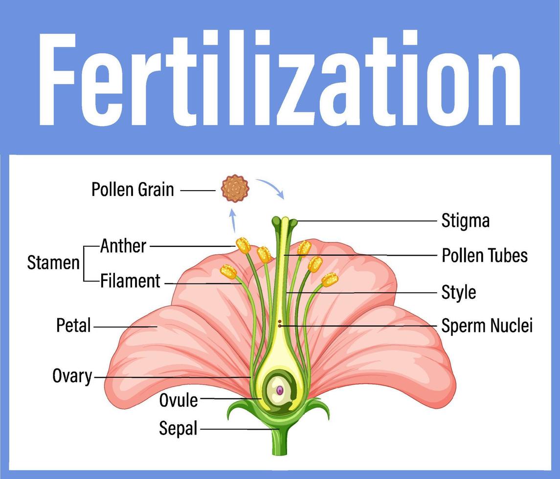 Diagram showing fertilization in flower vector