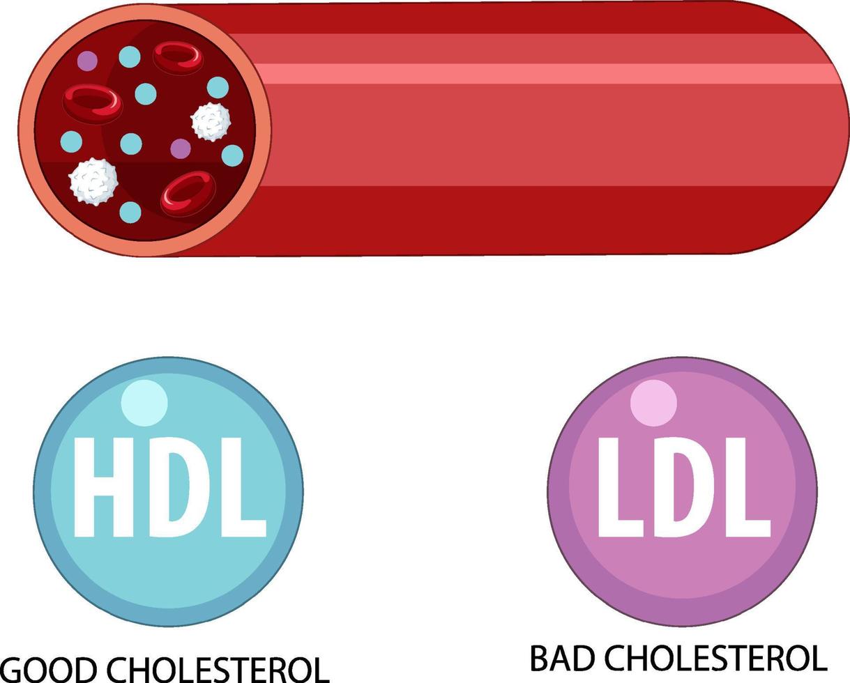 Types of Cholesterol HDL and LDL vector