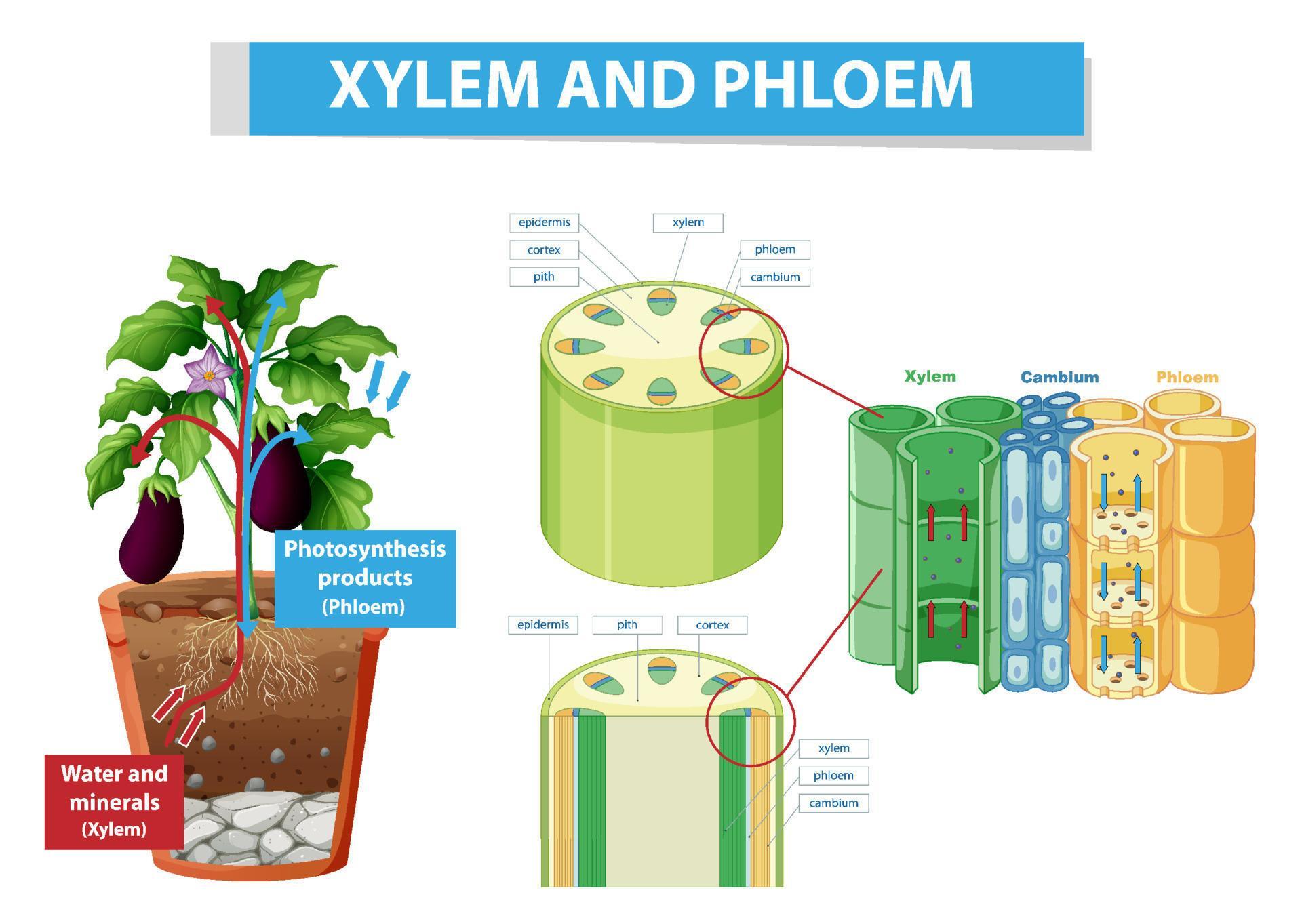 Diagram showing xylem and phloem in plant 7396776 Vector Art at Vecteezy