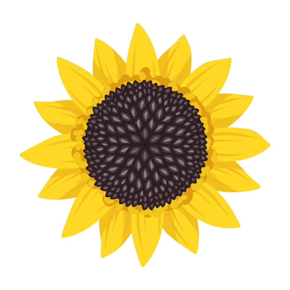 Bright sunflower flower with yellow leaves and black seeds. Element of nature, plant for decoration and design. Vector flat illustration