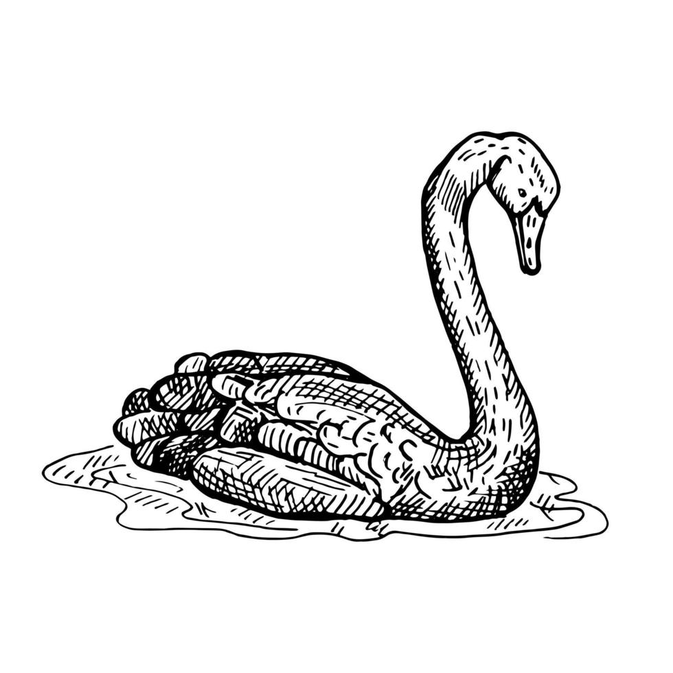Vintage illustration of black swan on isolated white background. Vector illustration animal from Australian.
