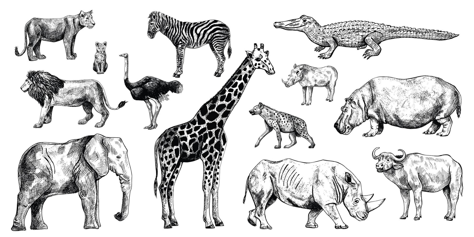 Set savanna engraving. Animals sketch vector