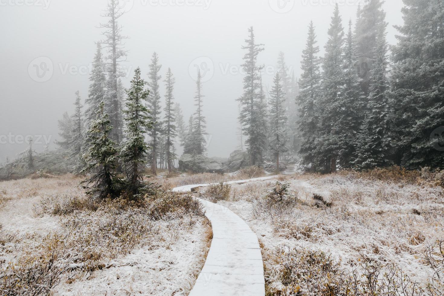 Wooden path in a winter forest photo