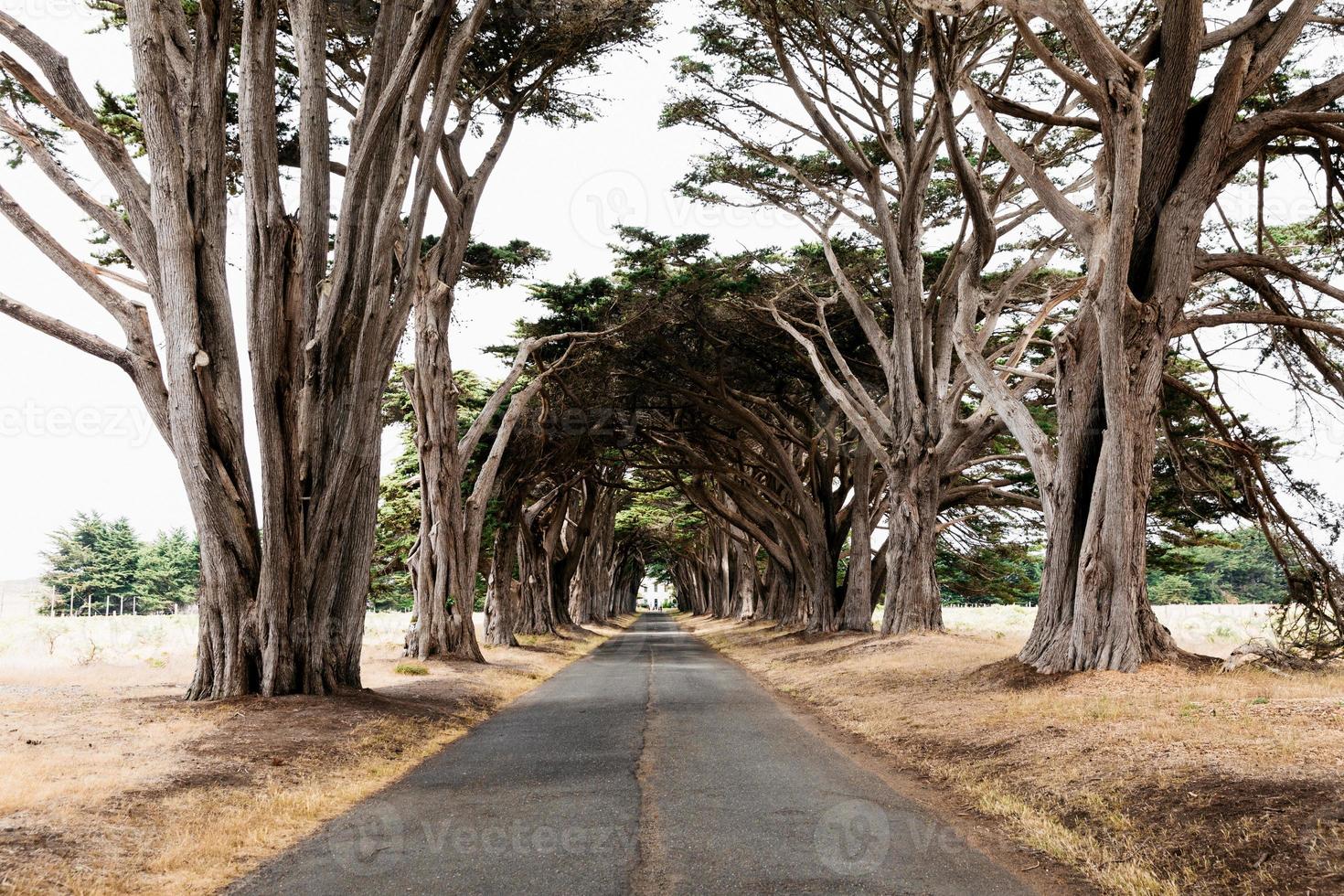View of a tree tunnel photo