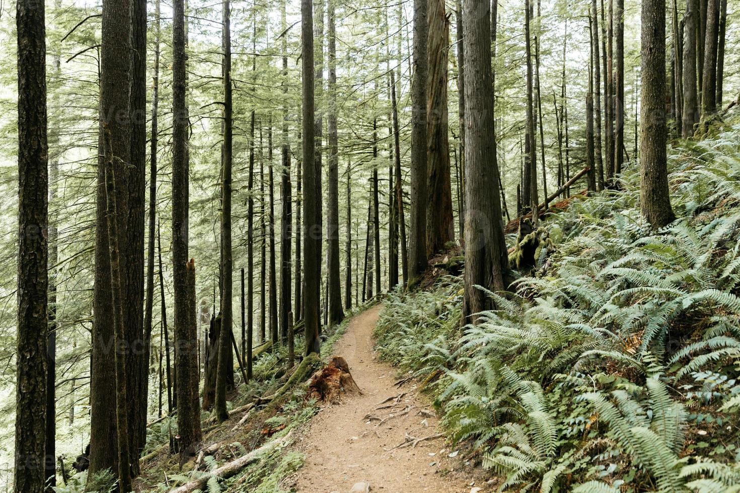 Hiking path in a lush forest photo