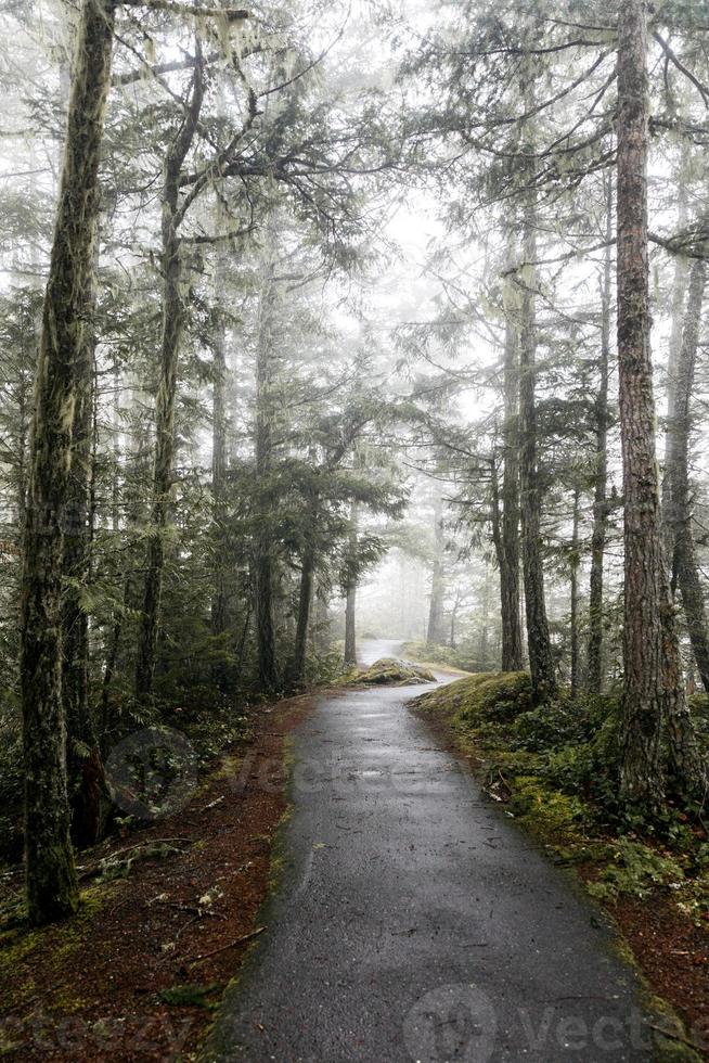 camino a través de un bosque foto