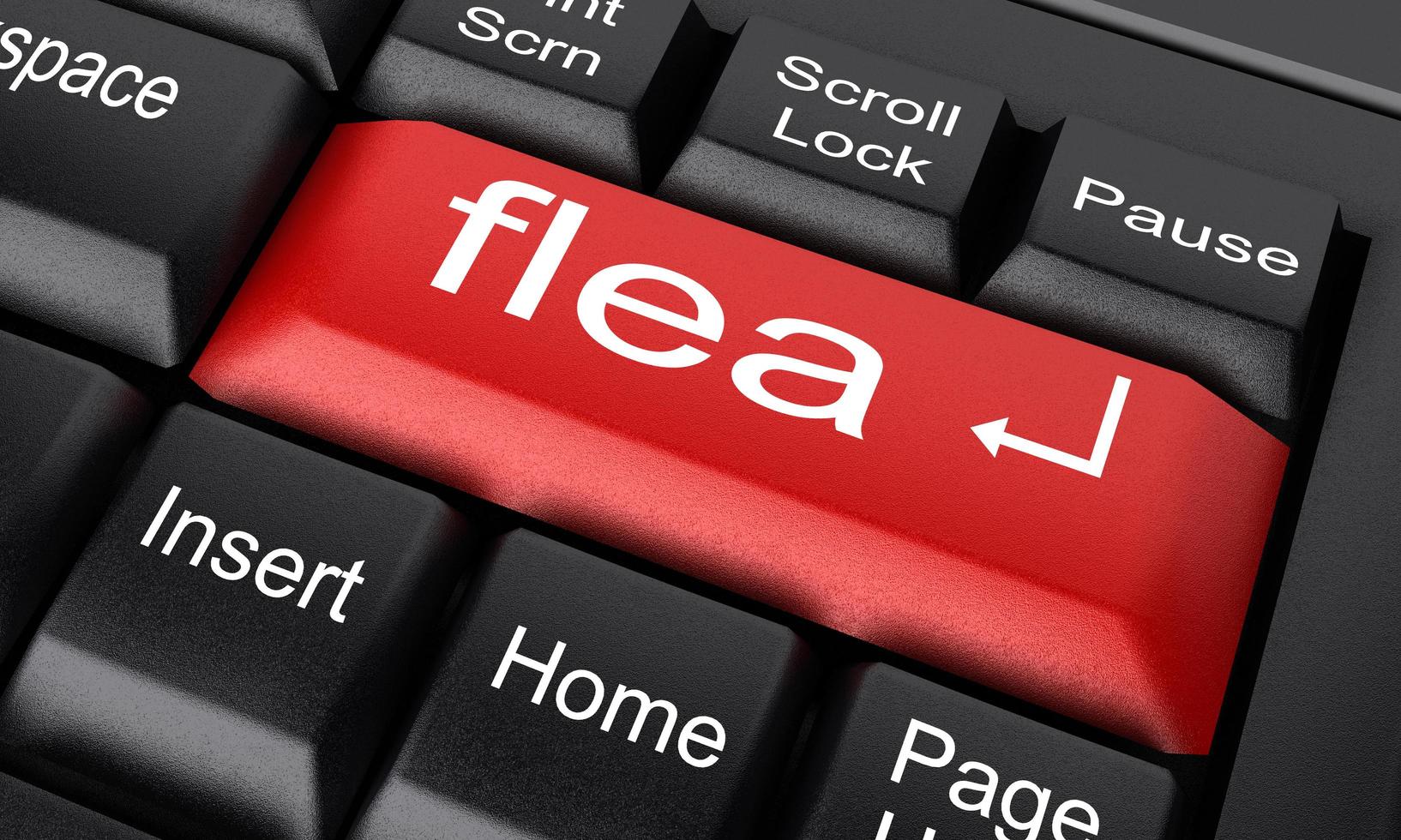 flea word on red keyboard button photo
