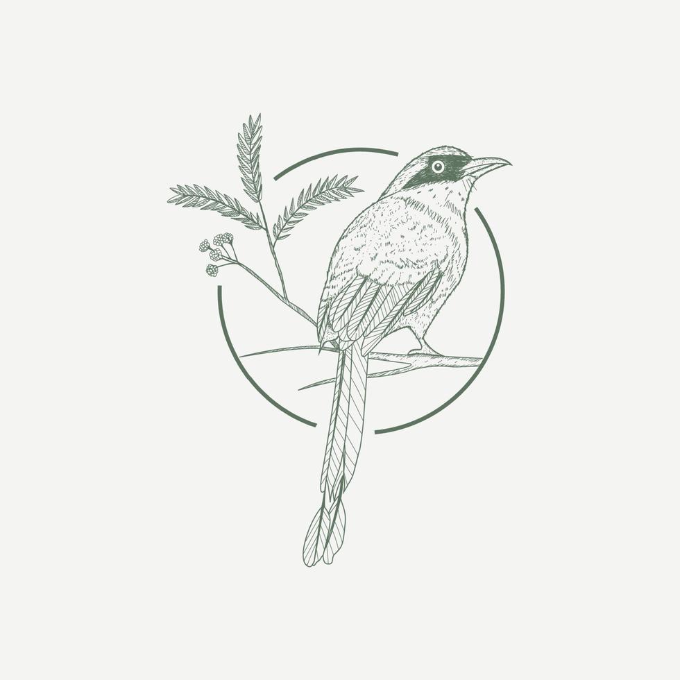 ilustración de dibujado a mano de pájaro motmot y árbol de guanacaste vector