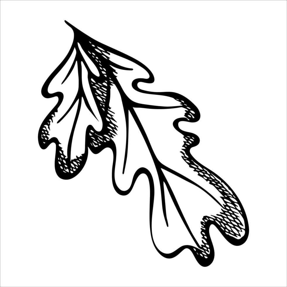 hoja de roble dibujada a mano vectorial. ilustración de otoño aislado sobre fondo blanco. imágenes prediseñadas botánicas detalladas. vector