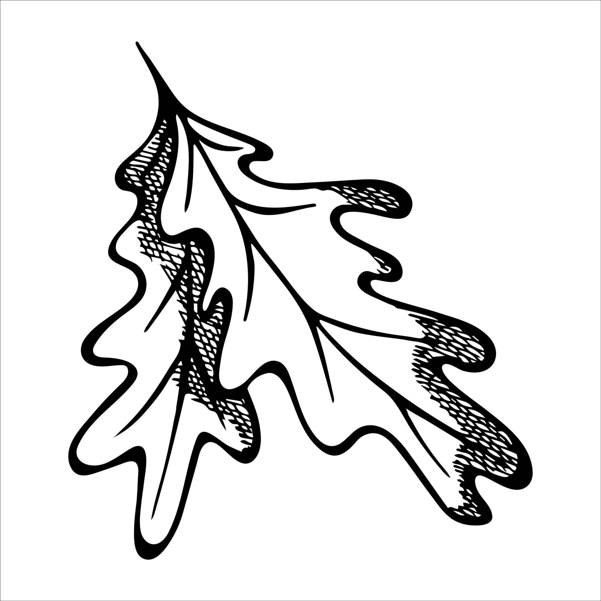 Vector hand drawn oak leaf. Autumn illustration isolated on white  background. Detailed botanical clipart. 7404752 Vector Art at Vecteezy
