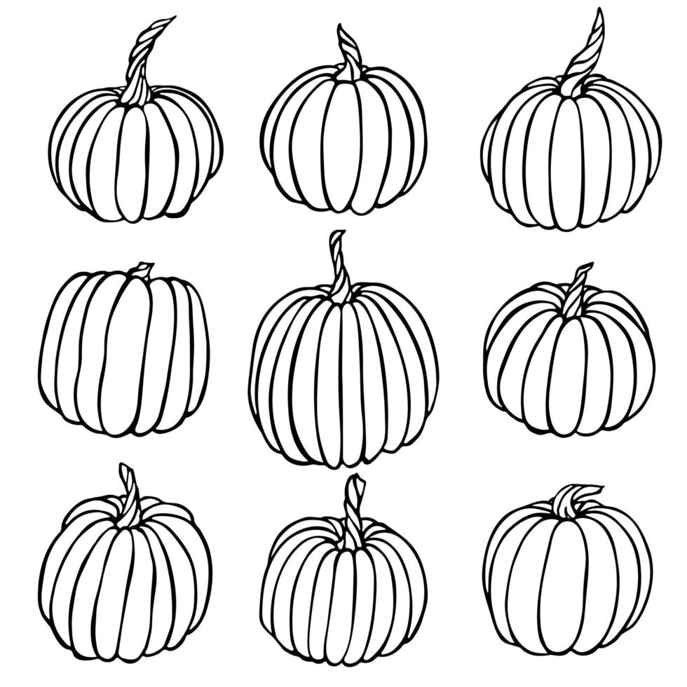 Vector hand drawn illustration of pumpkin. Isolated object on white background. Vegetable harvest clipart. Farm market product. Elements for autumn design, decoration.