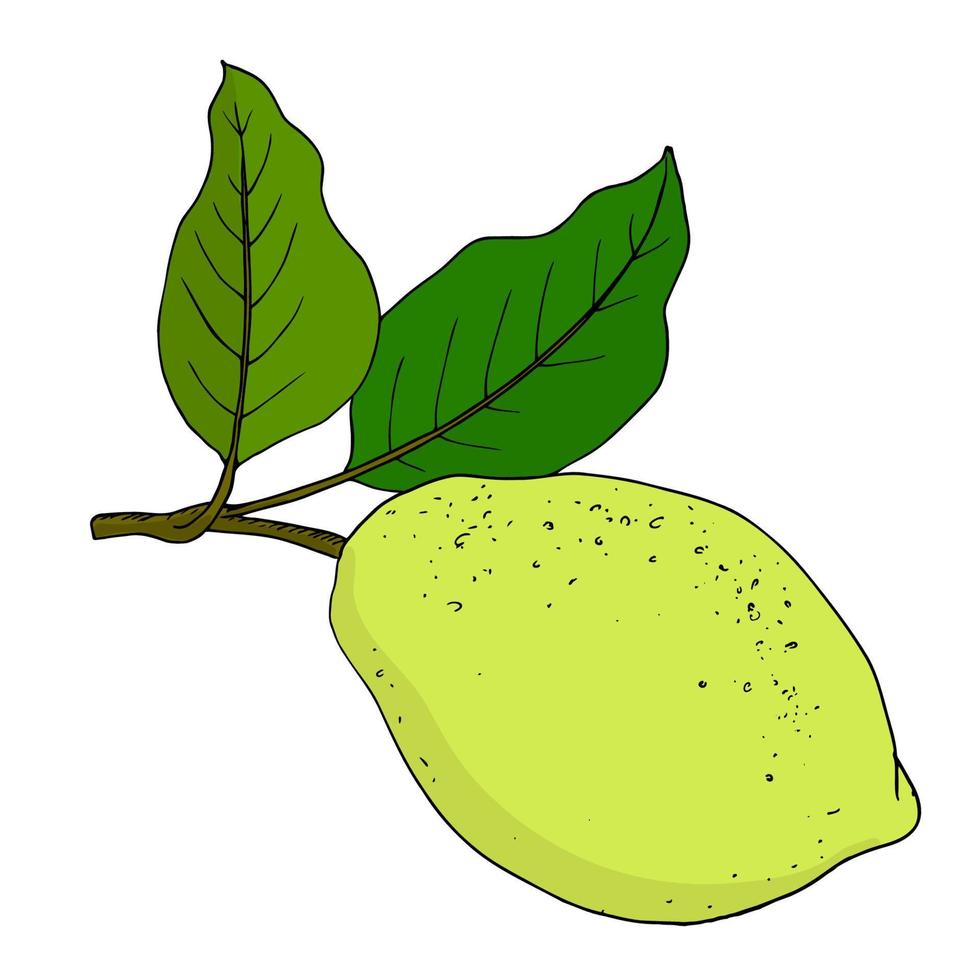 Vector Illustration of a Colorful Lemon on a Branch with Leaves.