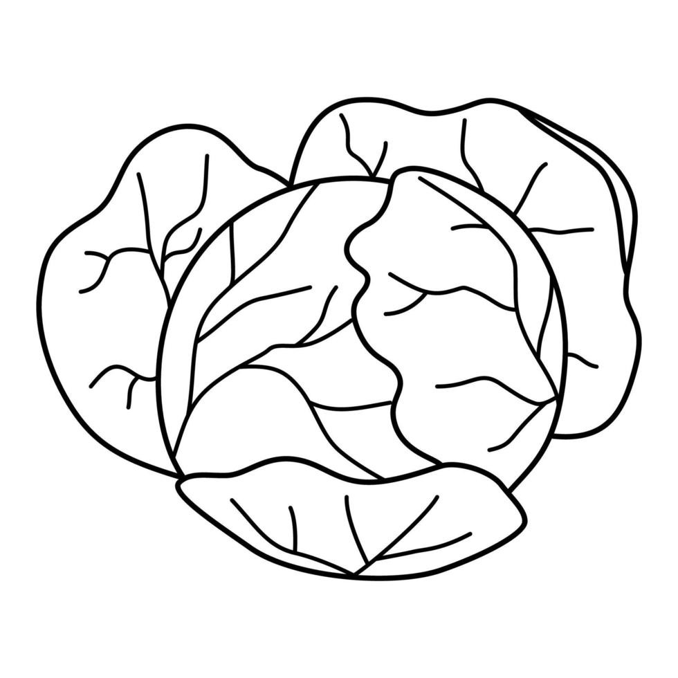 Cabbage head in cartoon style. Black and white vector illustration for ...