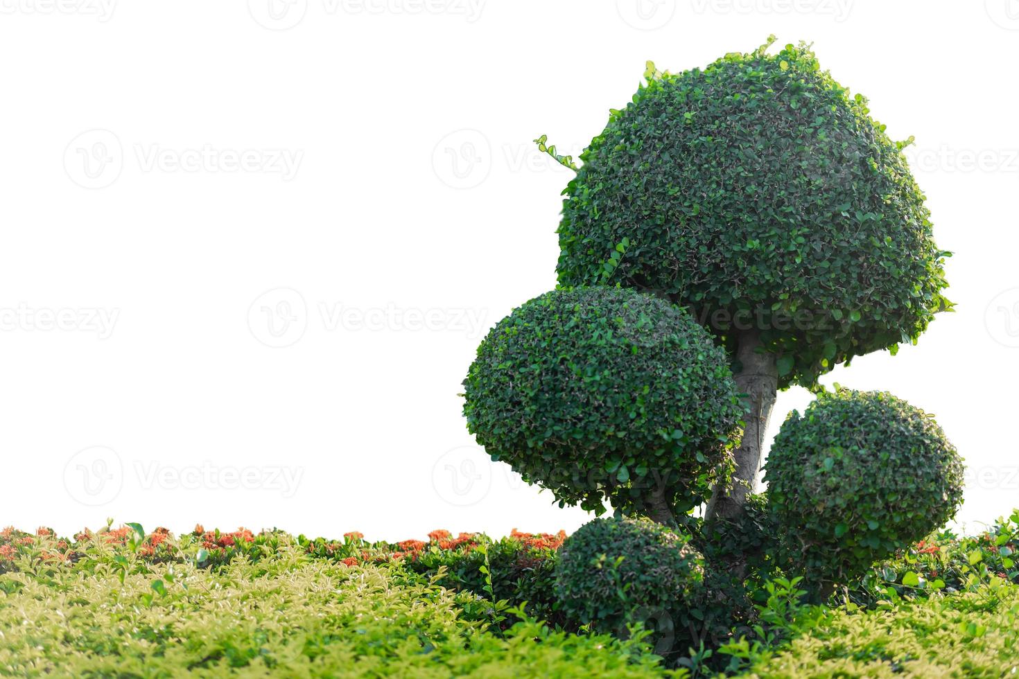 Bonsai trees on isolated white background. photo