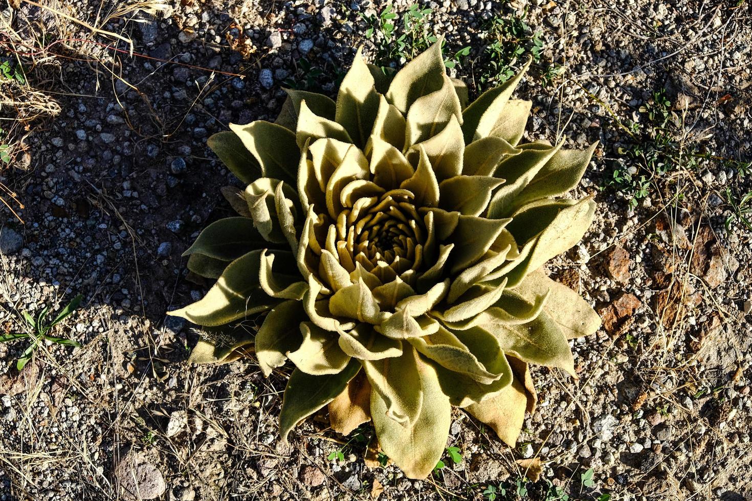 Succulent flower growing on stony soil photo