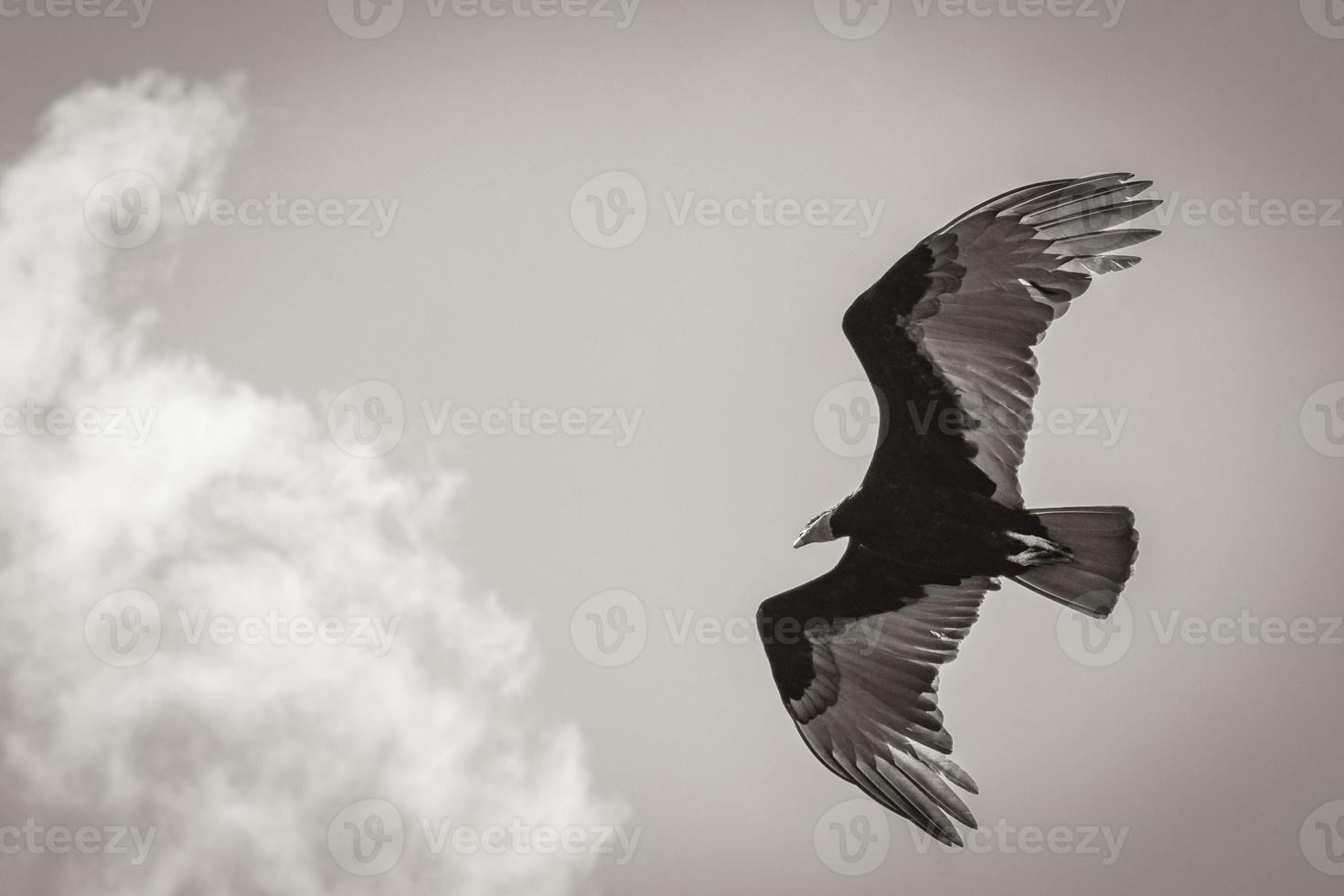 Tropical Black Turkey Vulture Cathartes aura aura blue sky Mexico. photo