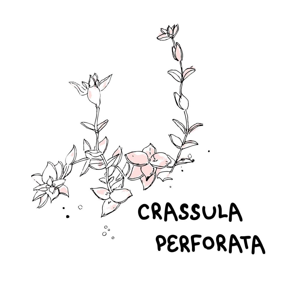 Hand drawn crassula perforata plant with text. vector