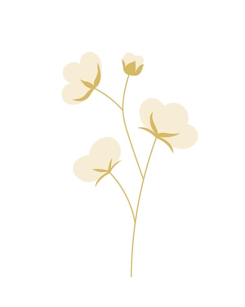 Cotton flower brunch. Isolated on white background. vector