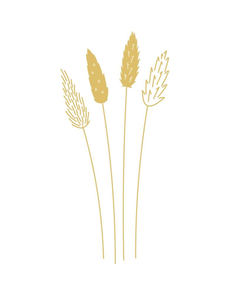 flor de caña ilustración botánica dibujada a mano. vector