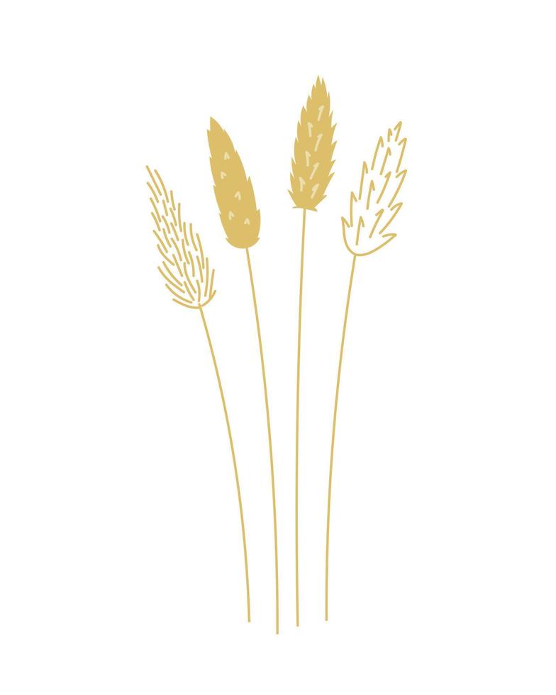 Cane flower. Hand Drawn Botanical Illustration. vector