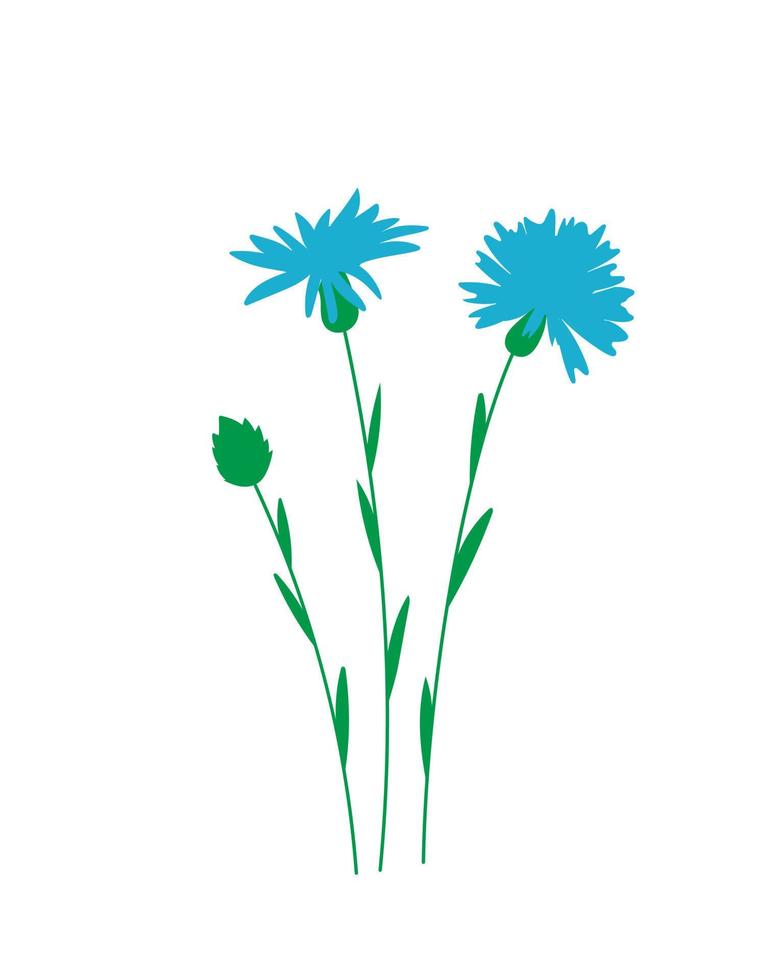 Blue centaurea plant on white background. Vector illustration.