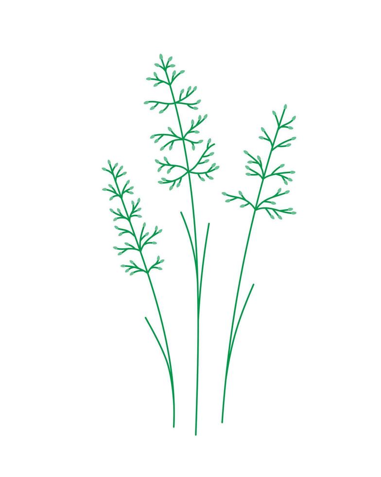 Cane plant. Hand Drawn Botanical Illustration. vector