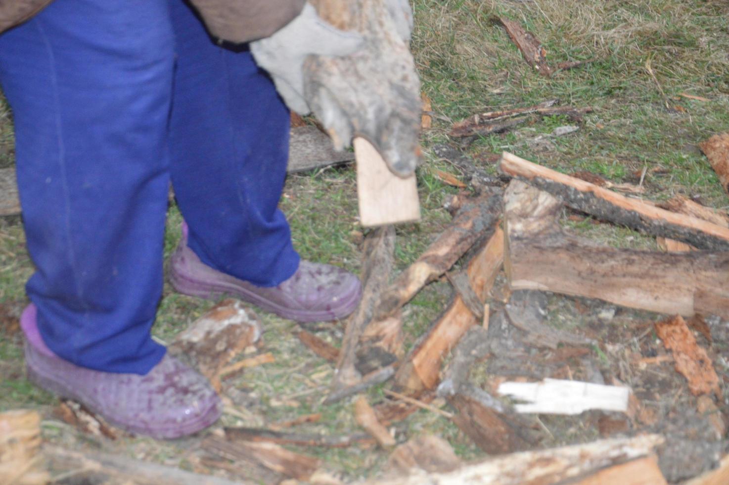 Collecting firewood after cutting for drying and heating the house photo