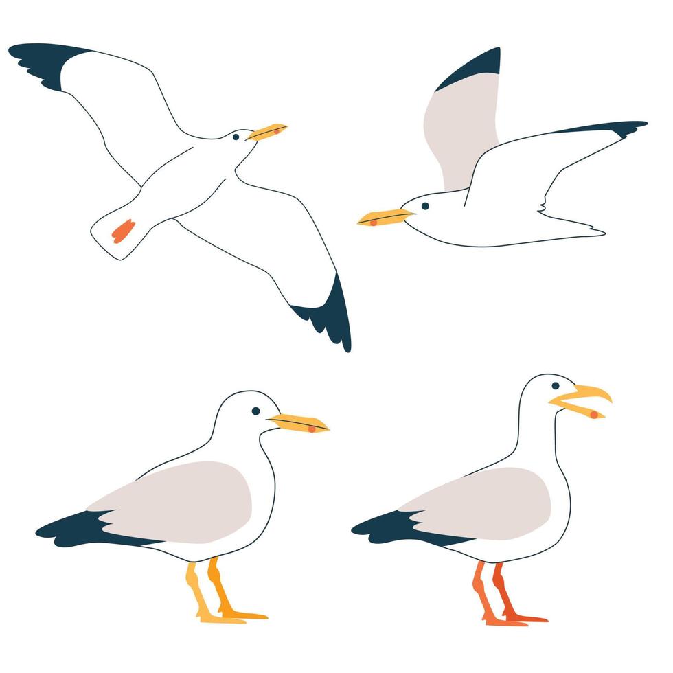 Set of cartoon atlantic seabird, seagulls. Vector flat style