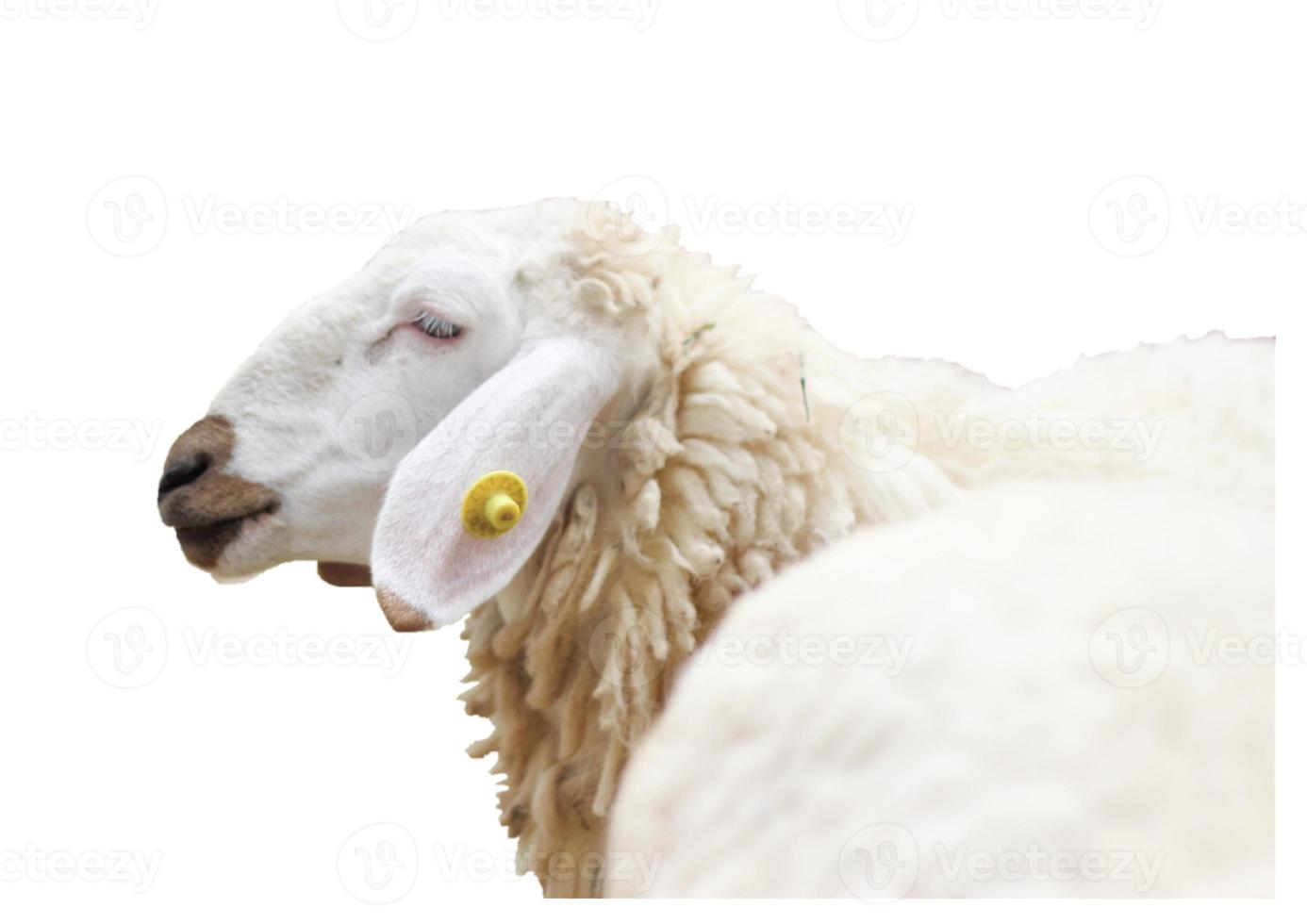 sheep in farm isolated on white background photo