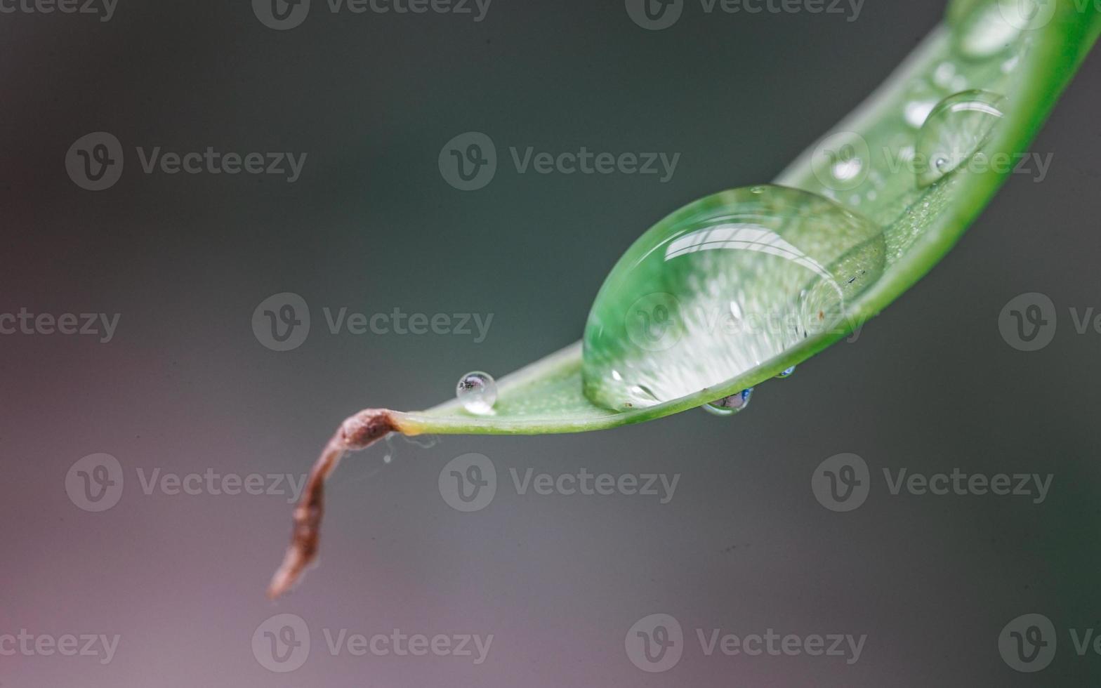 Tropical green leaves background. Summer concept. photo