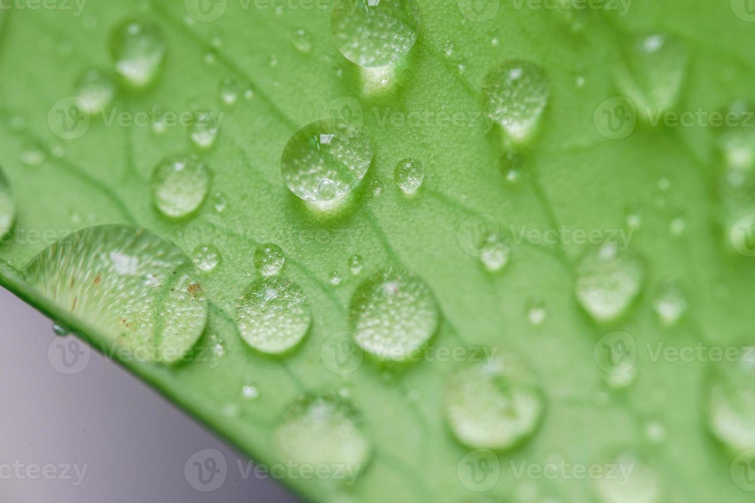 Tropical green leaves background. Summer concept. photo