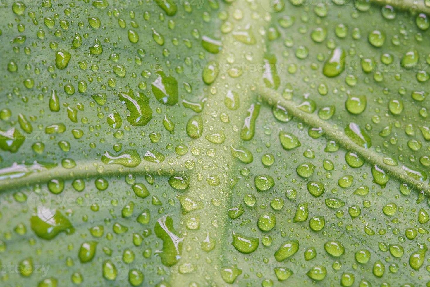 Tropical green leaves background. Summer concept. photo