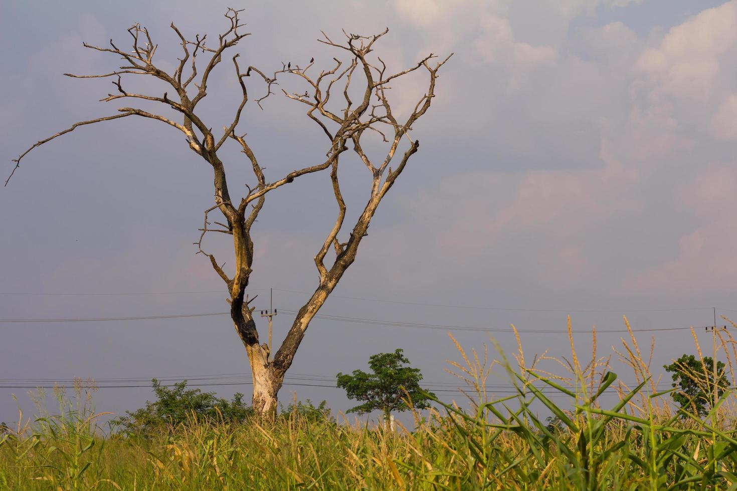 Dead tree near the grass photo