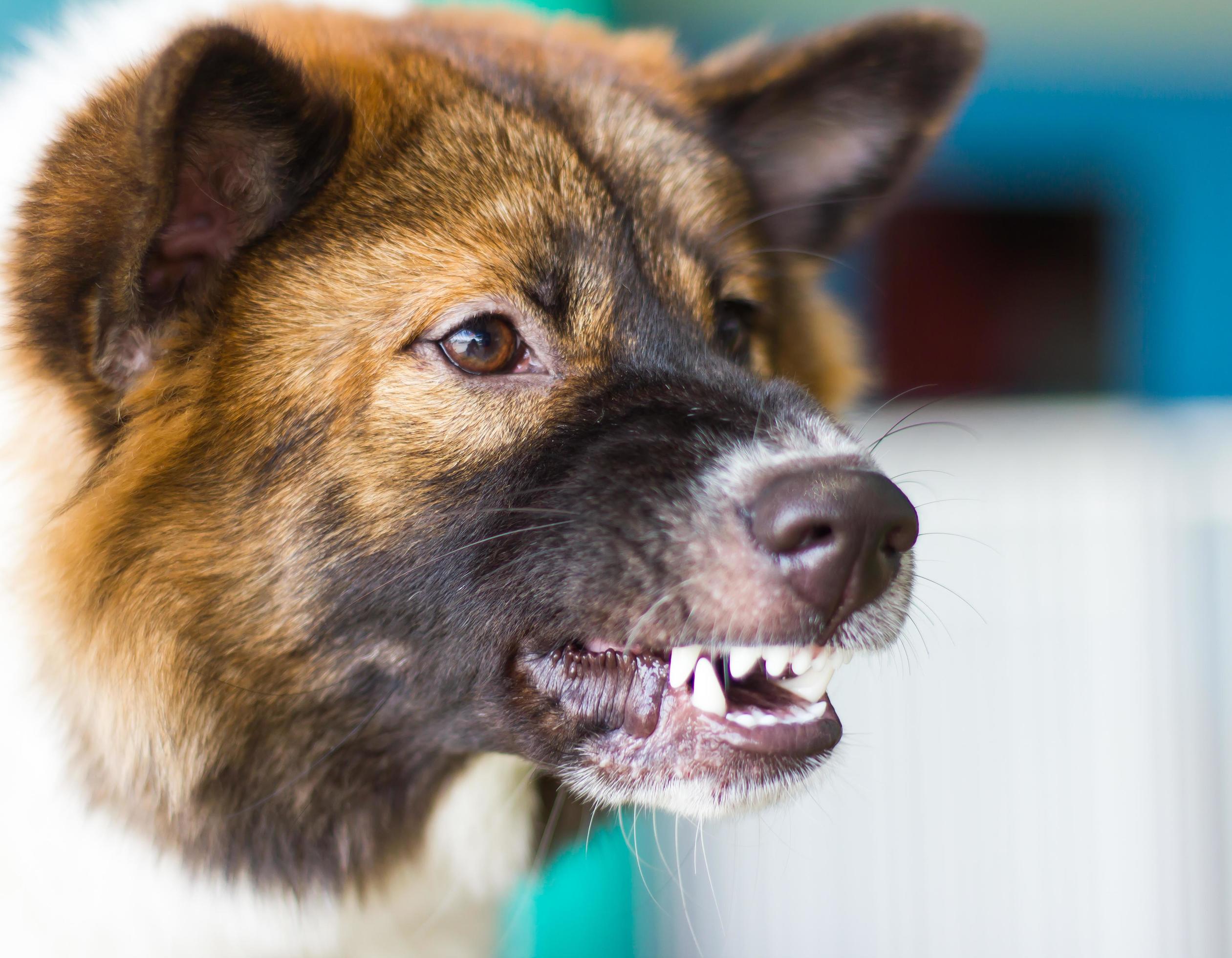 snarling dog side view