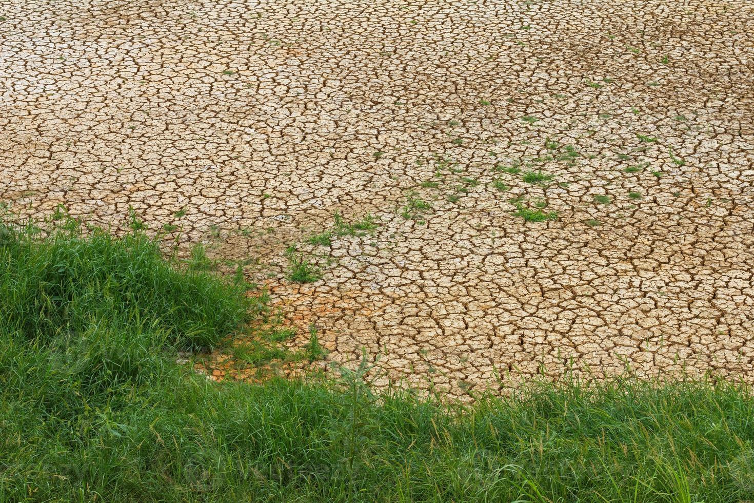 Grass parched soil photo