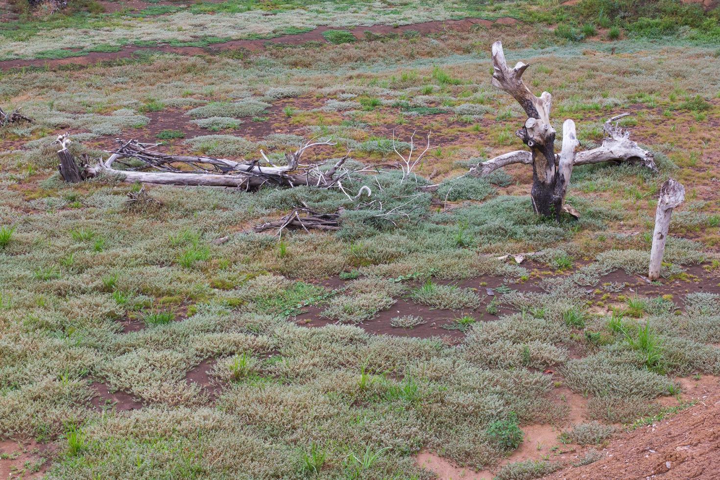 Dry, dead grass, stumps photo
