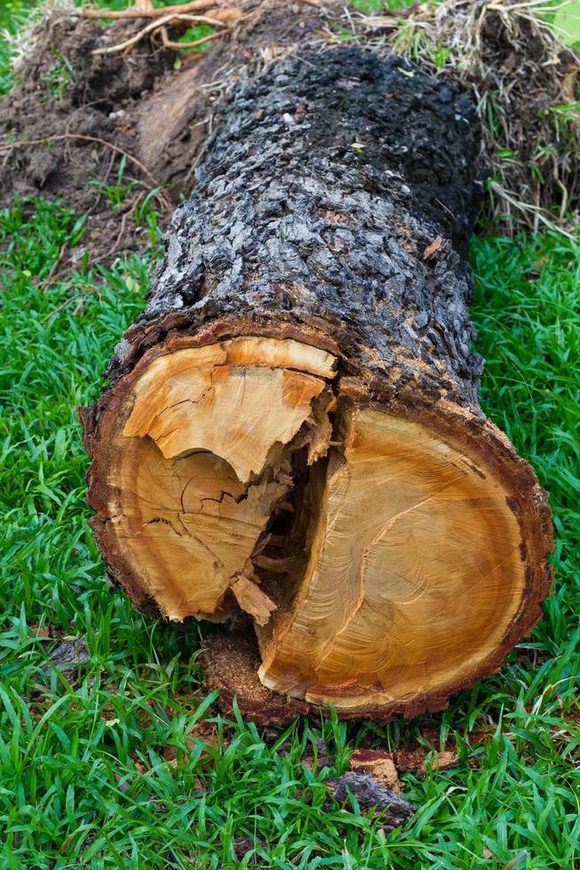 Wood cutting down on the grass photo