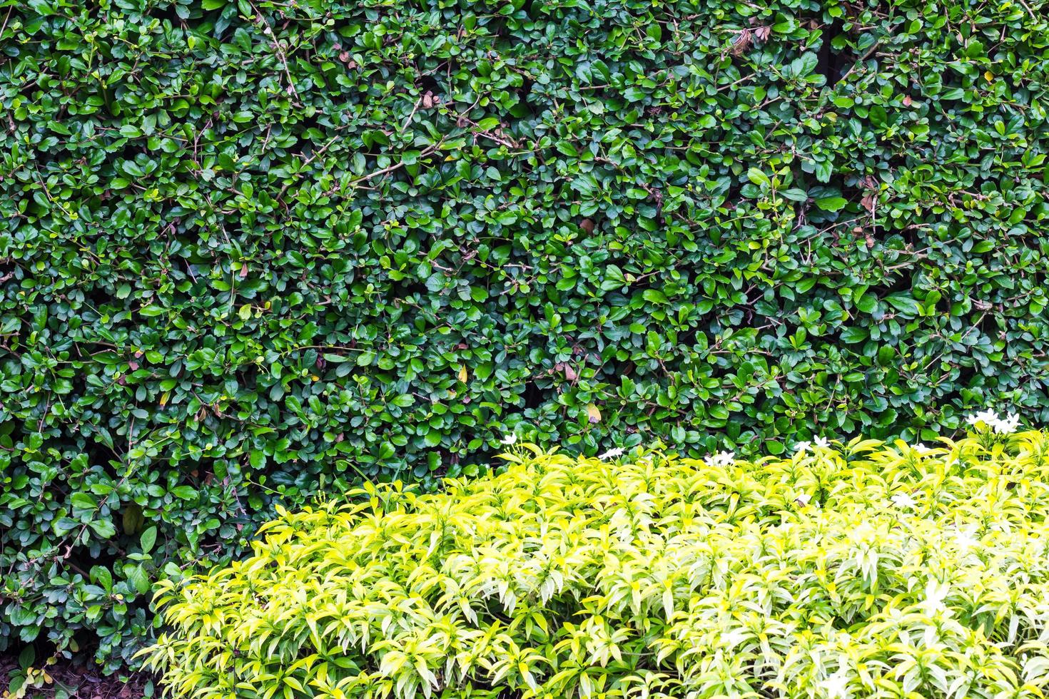 Siamese Rough Bush Fence photo