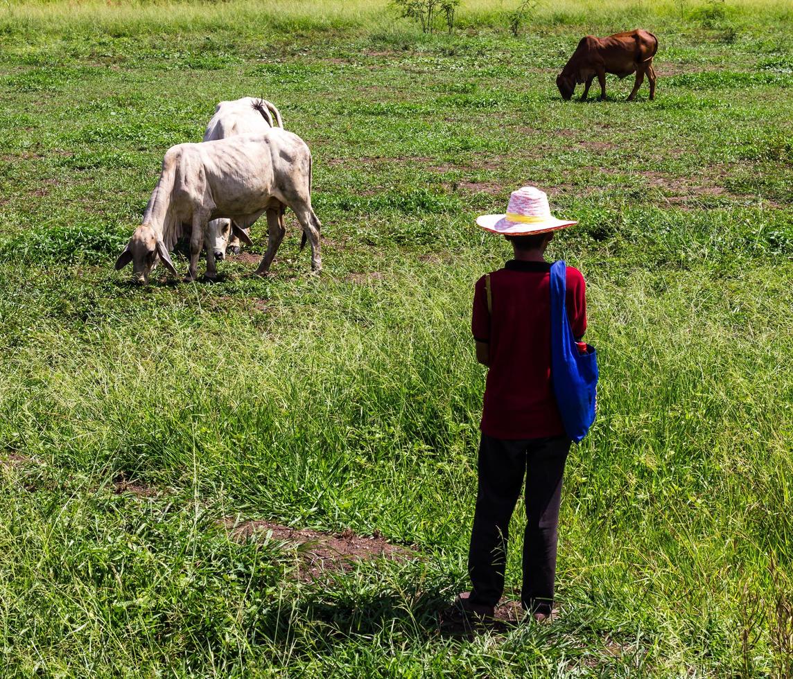 Male cattle pasture photo