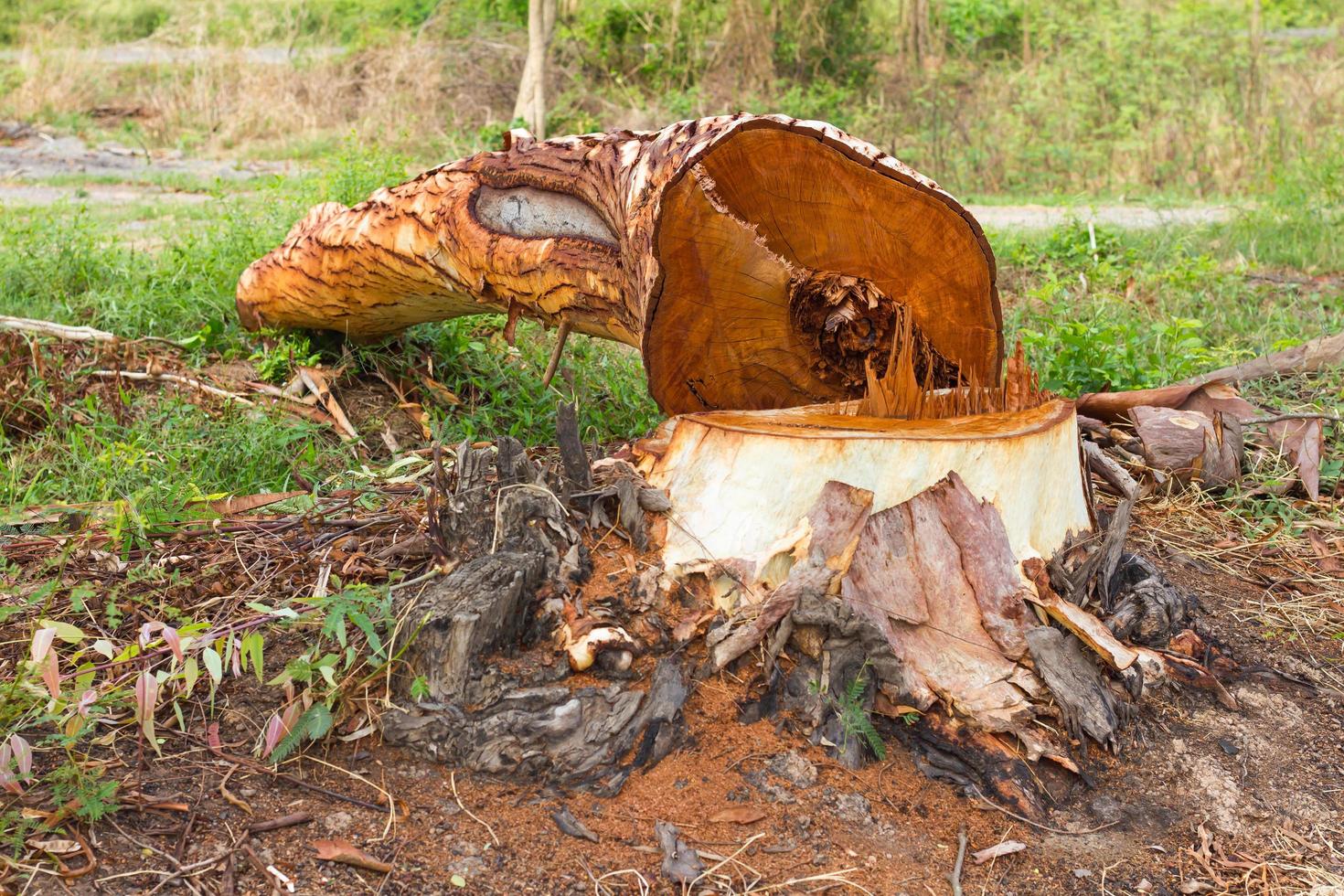 Eucalyptus is deforestation. photo