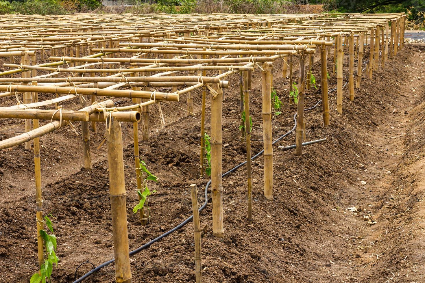 Bamboo panels bonded structure photo