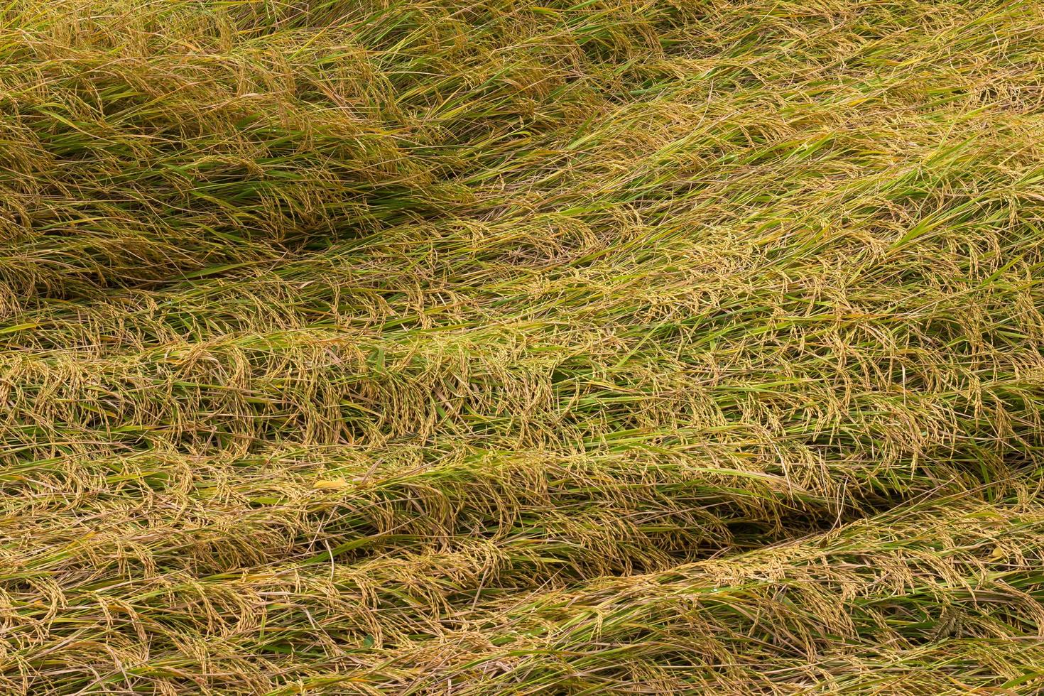 Rice fell overlap in the field. photo