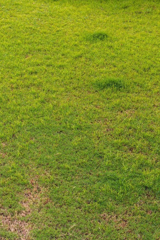 Part of the Green Lawn photo