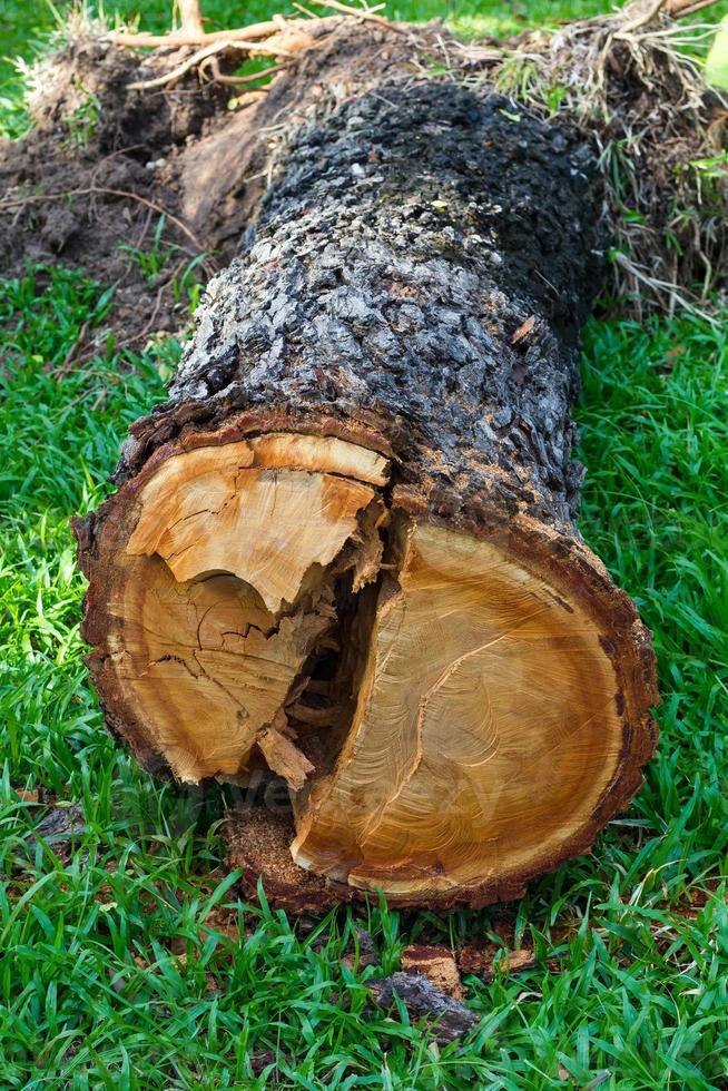 cortando madera en la hierba foto