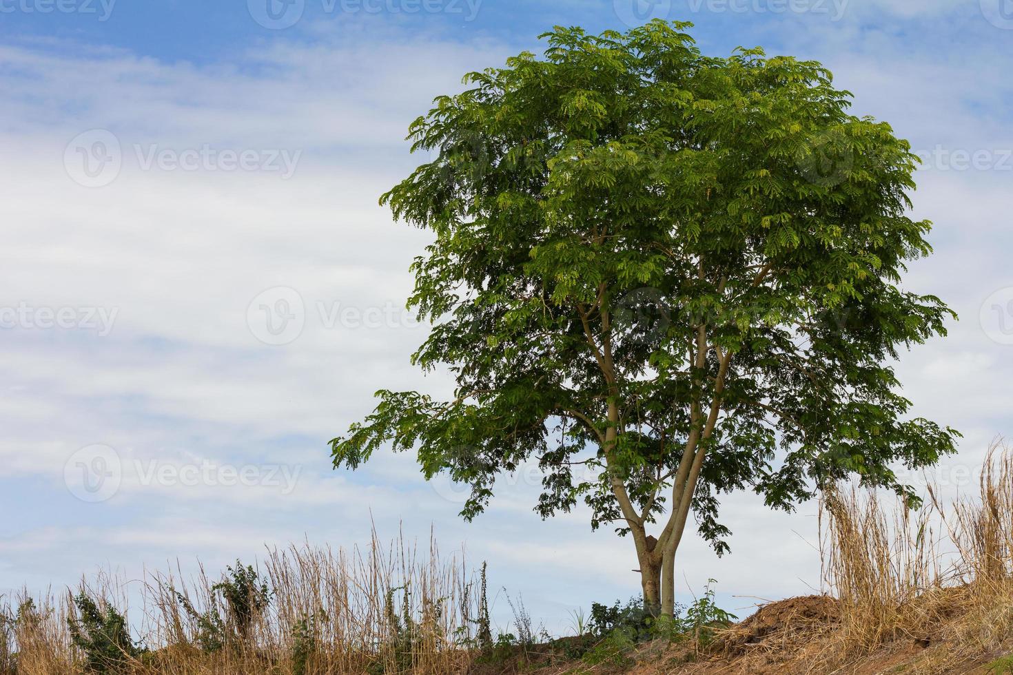 Lonely tree against the sky photo
