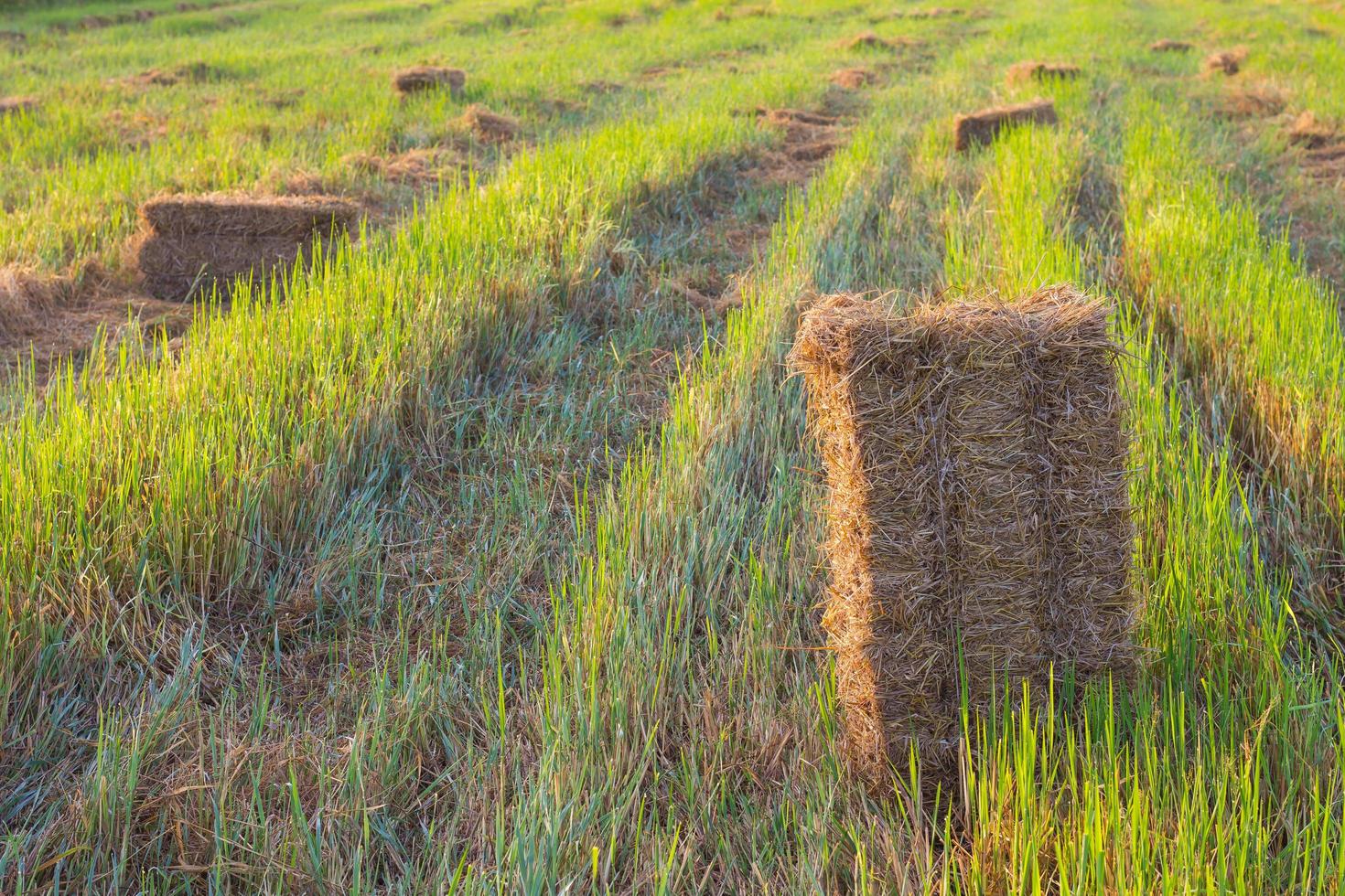 Rice straw bale shape. photo