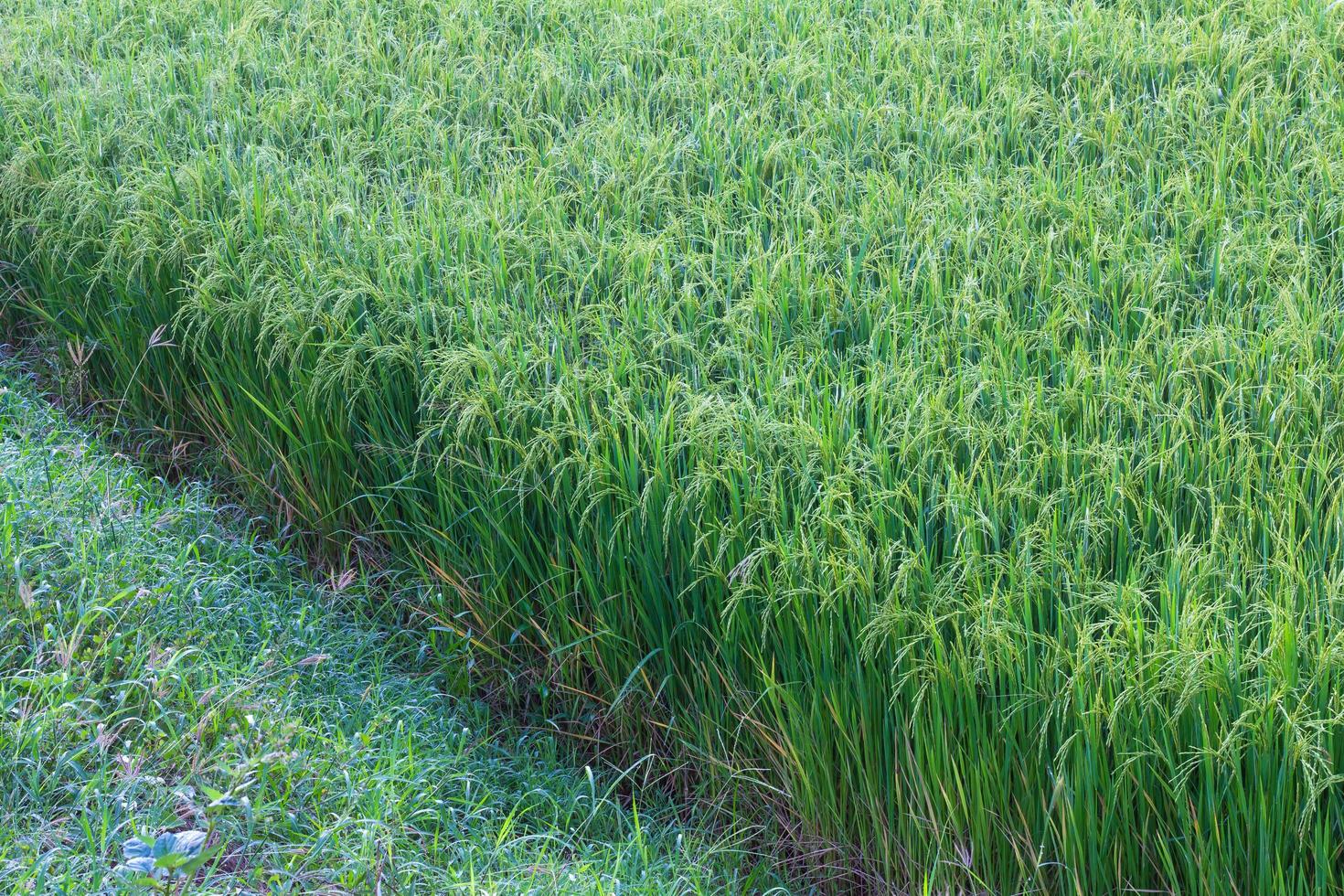 Rice rich grass close photo